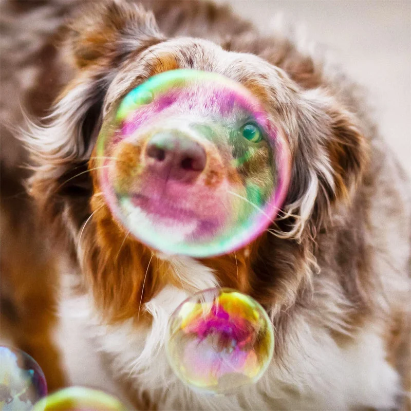 Birthday Pawty - Bubble Machine