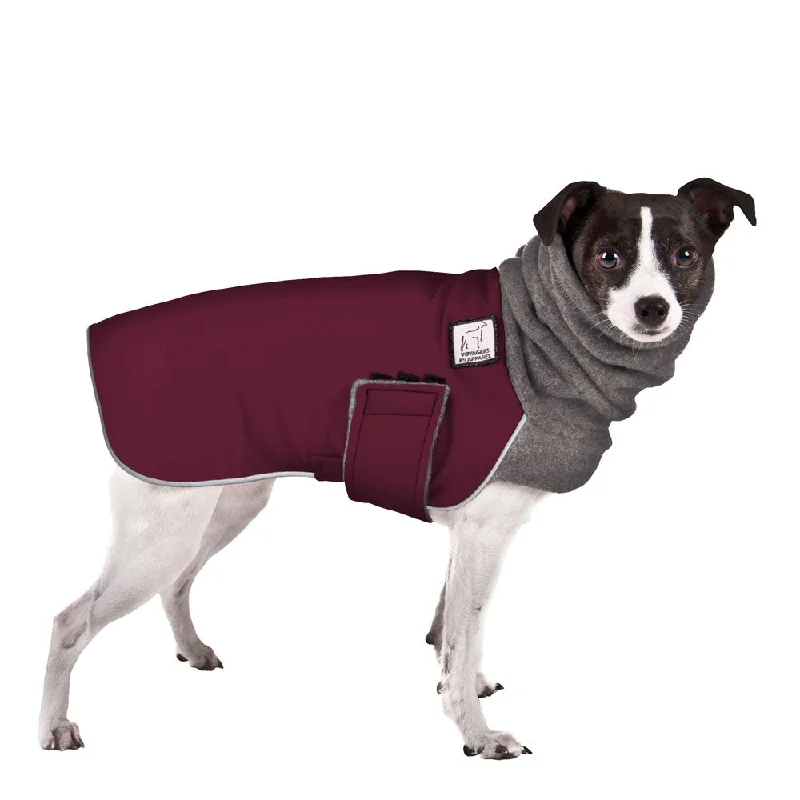 Rat Terrier Winter Coat